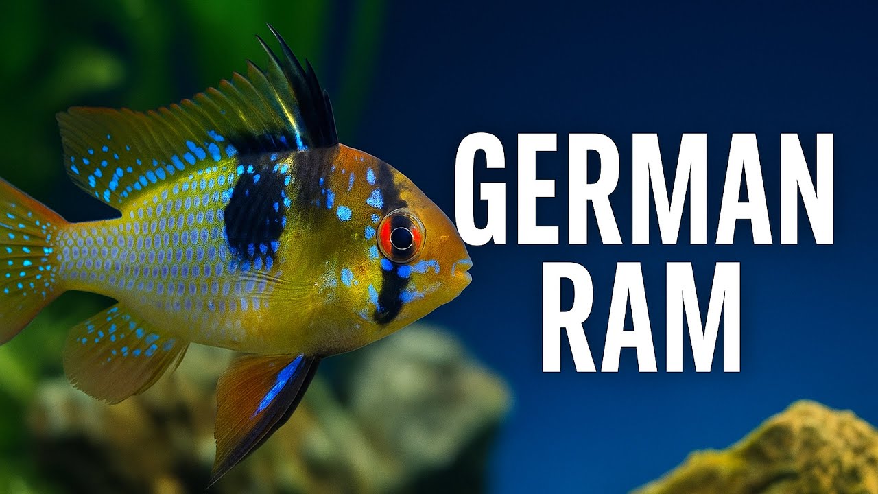 Complete German Blue Ram Care Guide | Peaceful Dwarf Cichlid for Your Community Tank