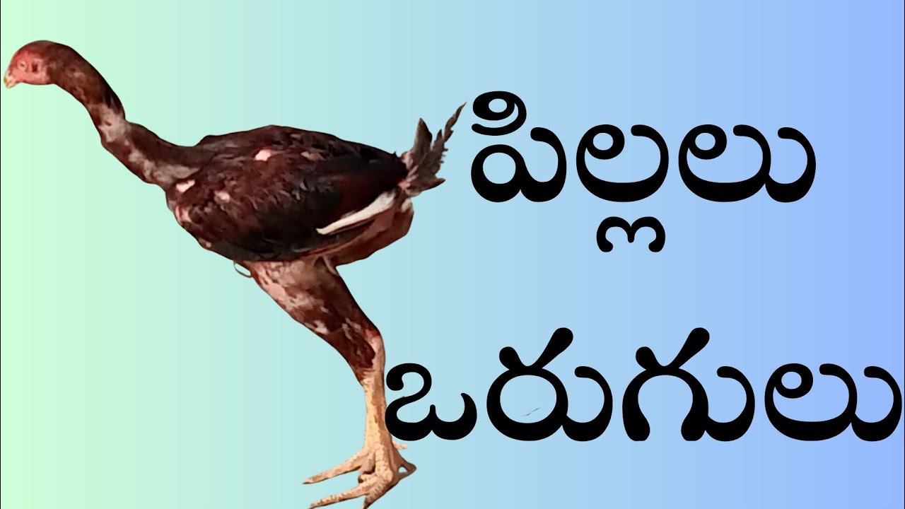 ఒరుగులు మరియు పిల్లలు #99894 44991 #khrfarms #bhimavaram #mettavaatam kollu