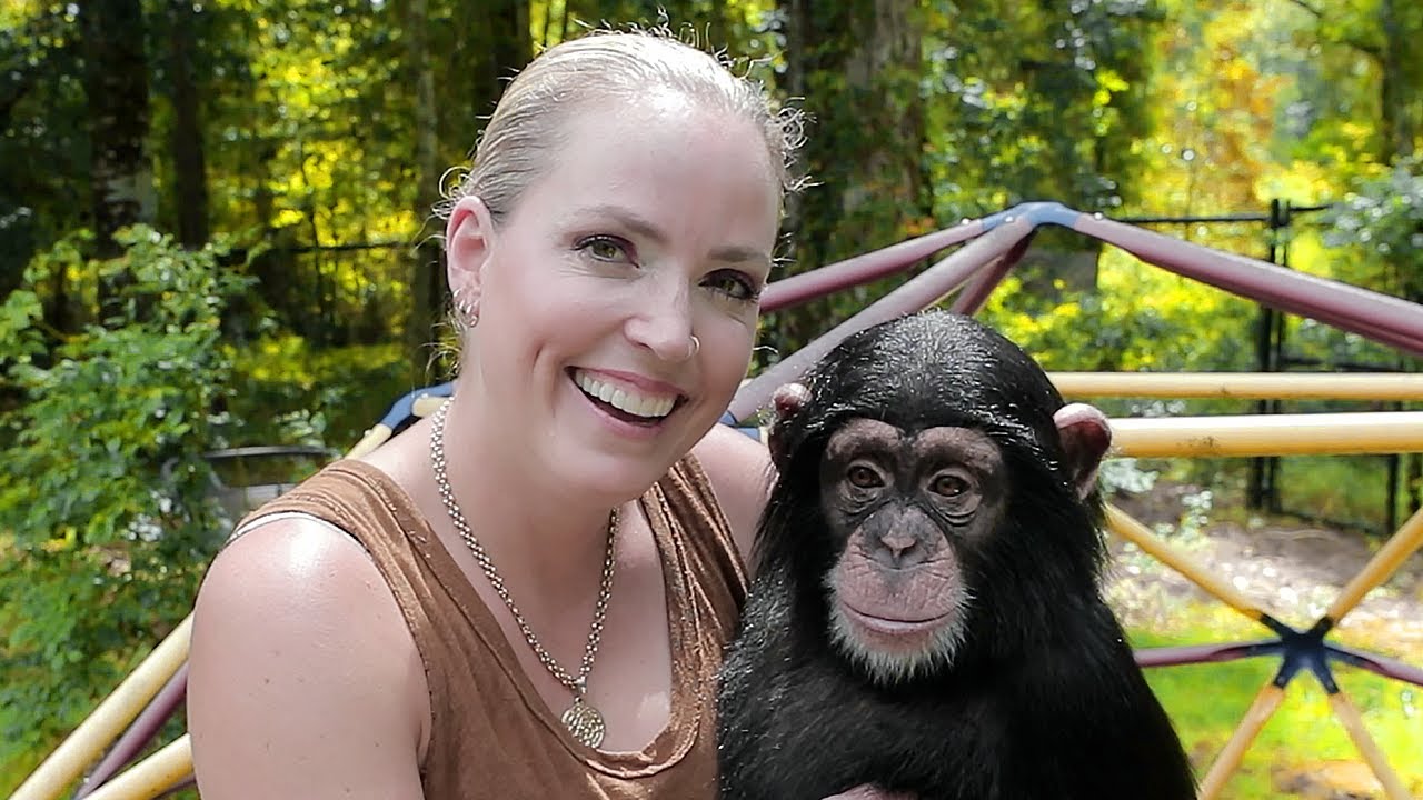 BABYSITTING CHIMPANZEE'S FOR A DAY!