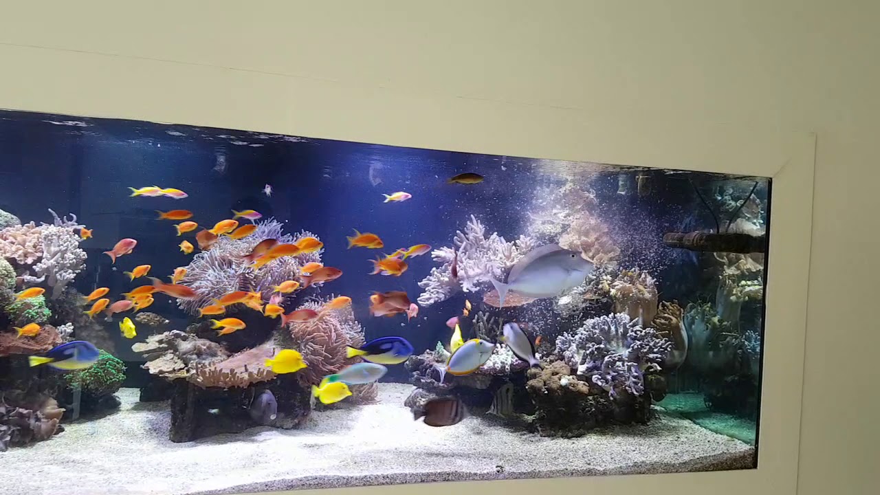 Feeding time 101 Anthias.