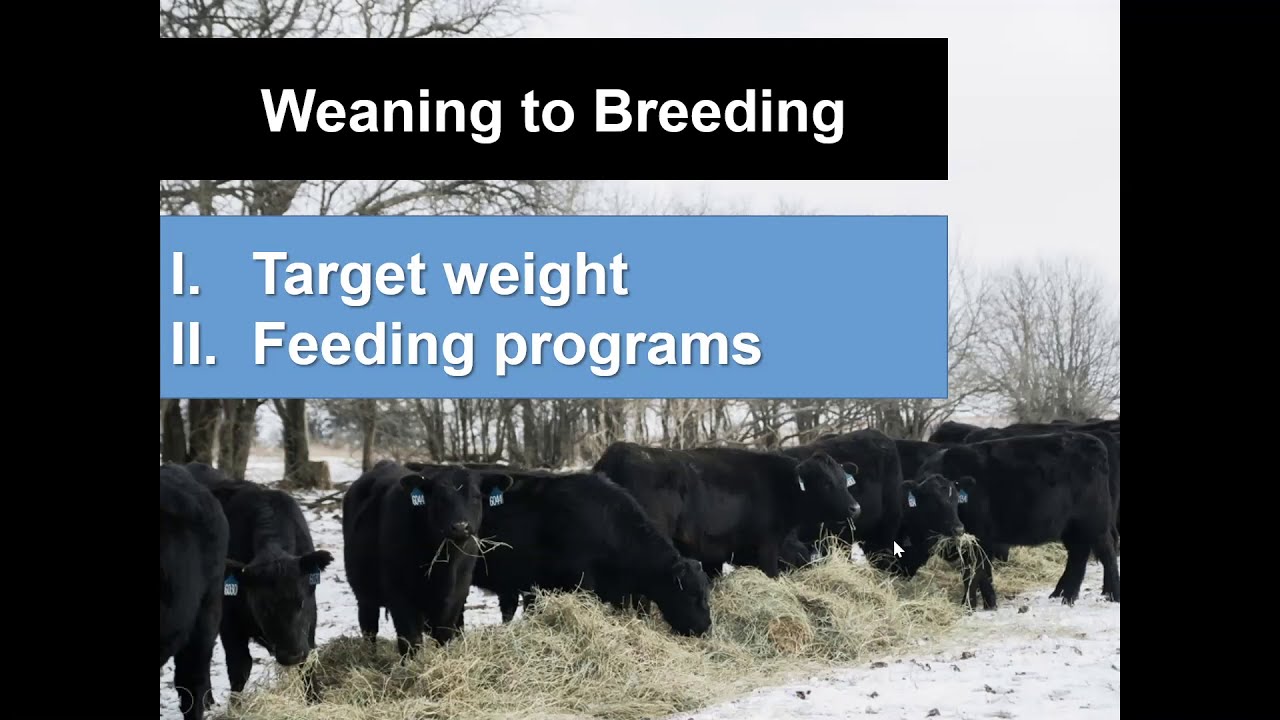 Nutritional Management of Replacement Heifers - Dr. Eric Bailey, University of Missouri