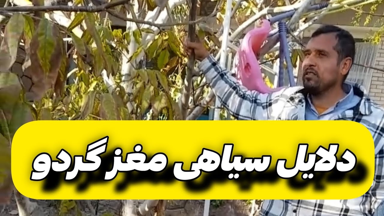 دلایل سیاهی مغز گردو