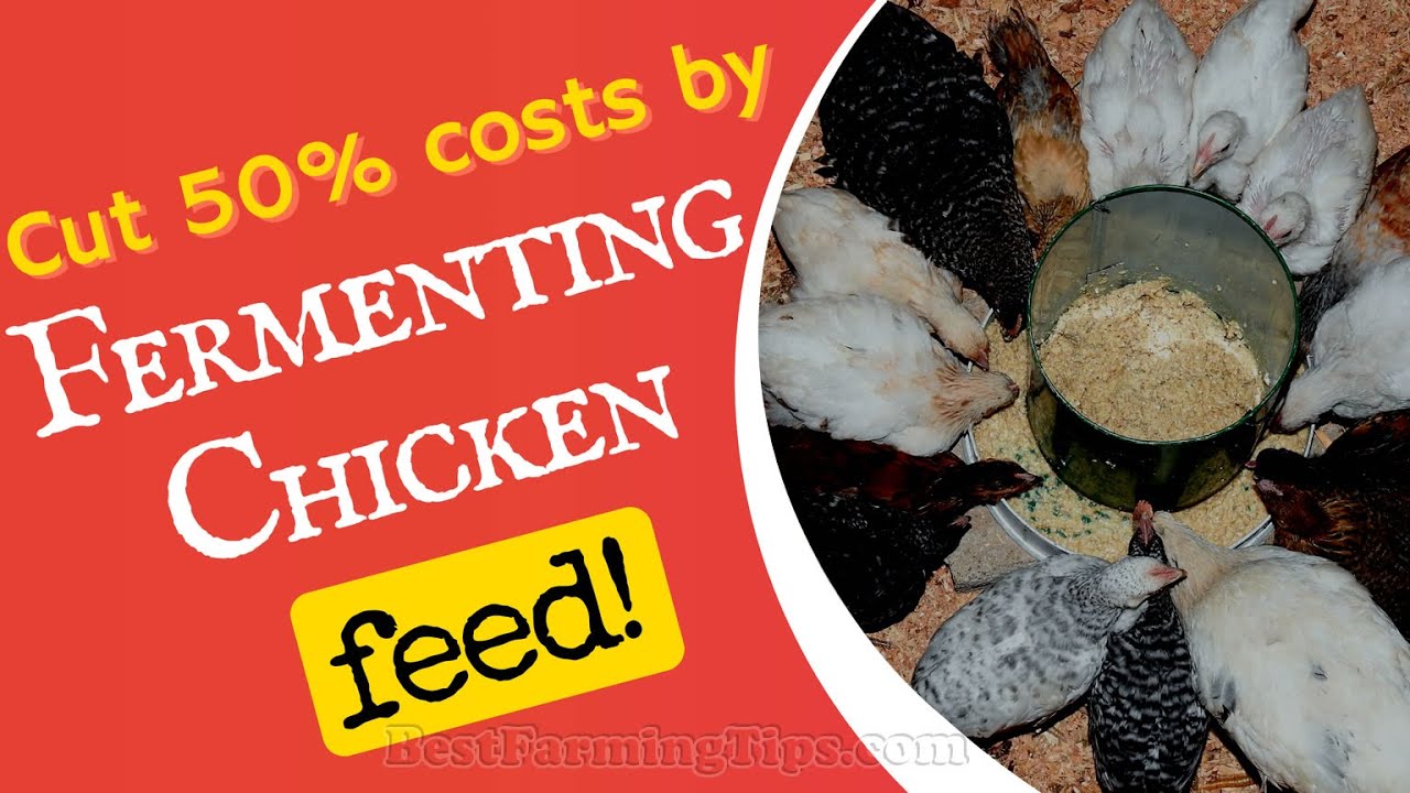 How to cut chicken feed costs by 50% by simply fermenting poultry feed