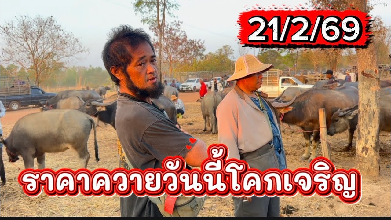 ลุงวิมลเลาะชมบรรยากาศชื้อขายควายตลาดโคกเจริญ อ.สว่าง จ.สกลนคร #ราคาควายวันนี้ 21/2/69