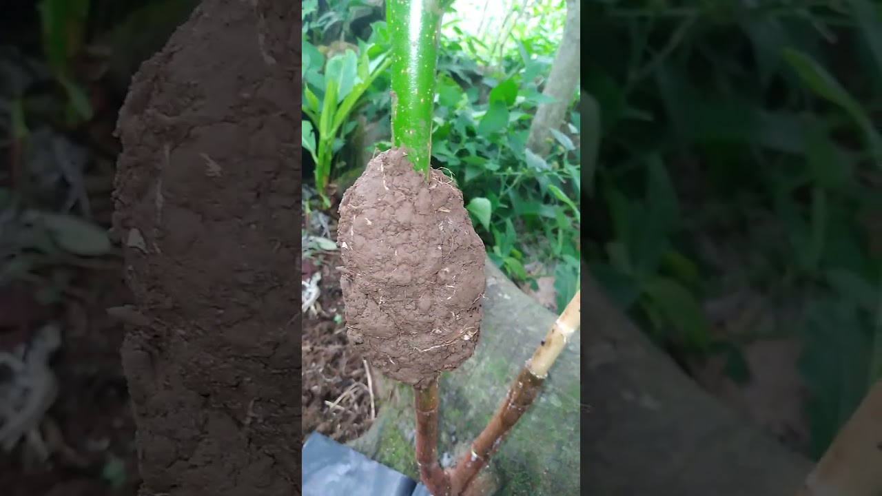 Air Layering a Breadfruit