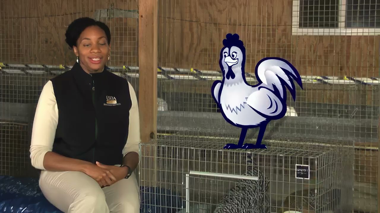 Defend the Flock – Healthy Harry: Top Biosecurity Tips