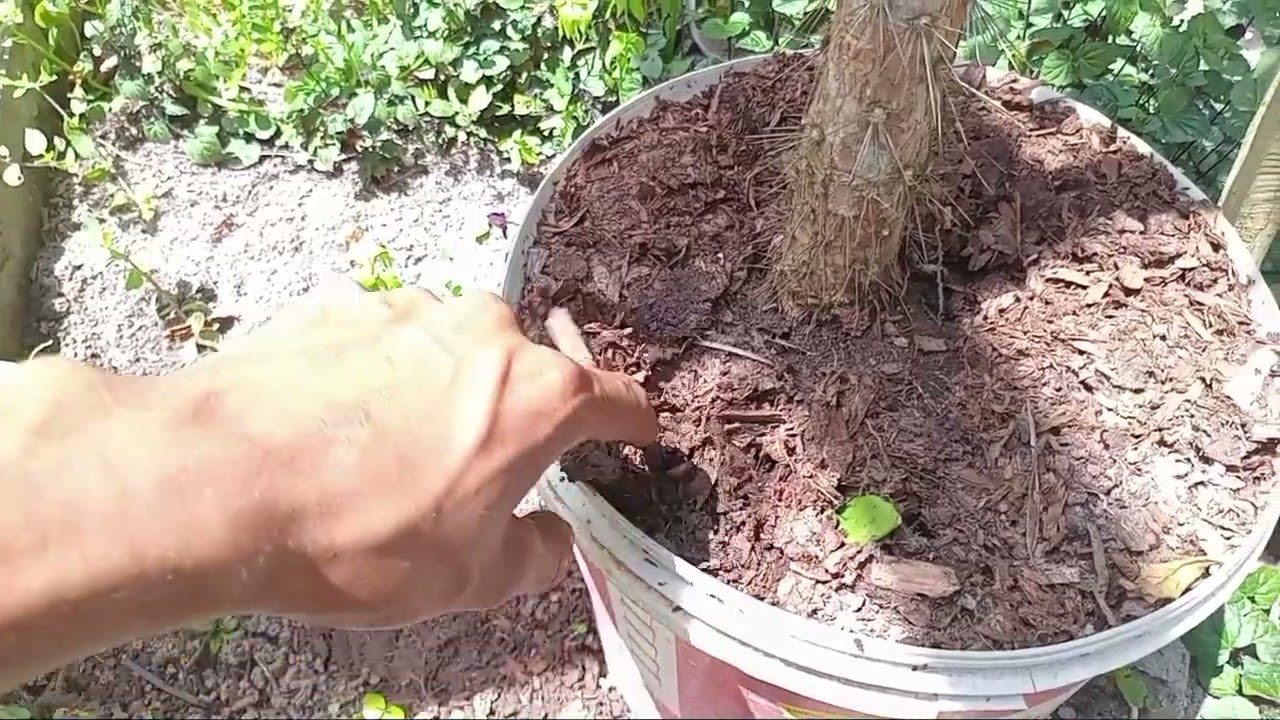 Fatos sobre o Cacto pé de Mamão 