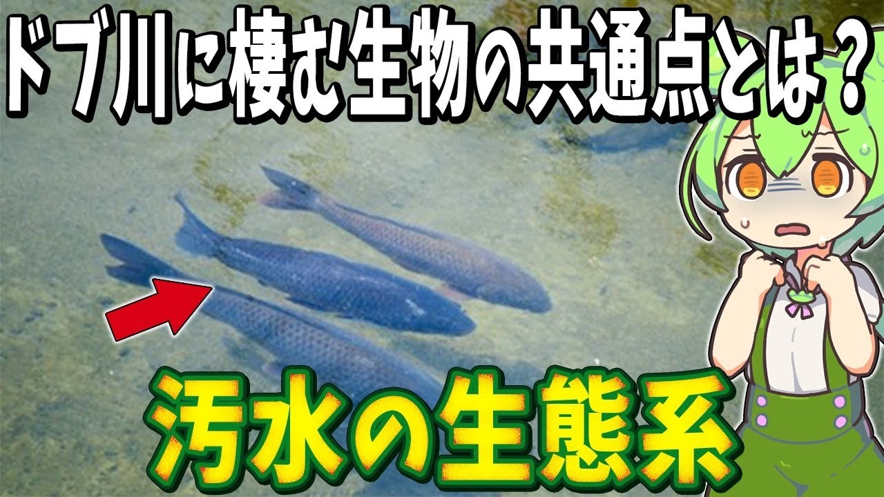 生物の謎7選！汚染された川で生活できる生物の生態とは？ドブ川に棲む生物！【総集編】