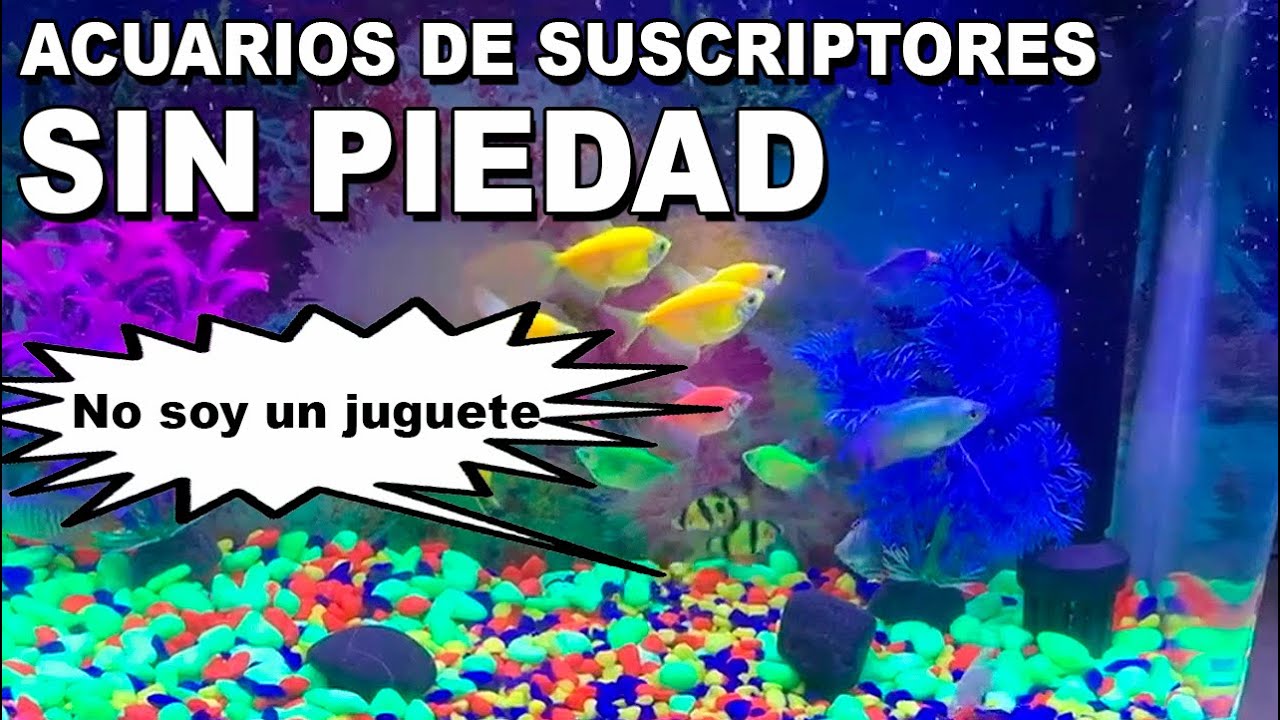 🕵️ Acuarios de Suscriptores Nº32:  Los Acuarios NO Son un Juguete 😡 SIN PIEDAD