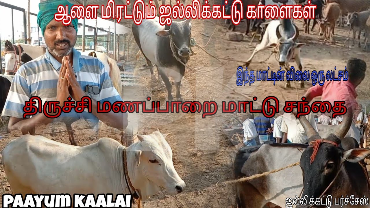 திருச்சி மணப்பாறை மாட்டு சந்தை | jallikattu kaalaigalen maanadu