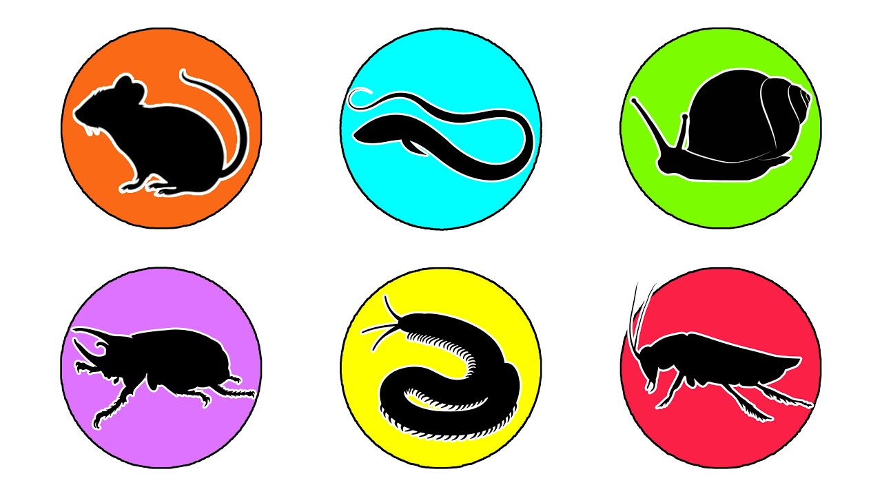Pets : Mouse, Cockroach, Eel, Snail, Beetle, Milipede