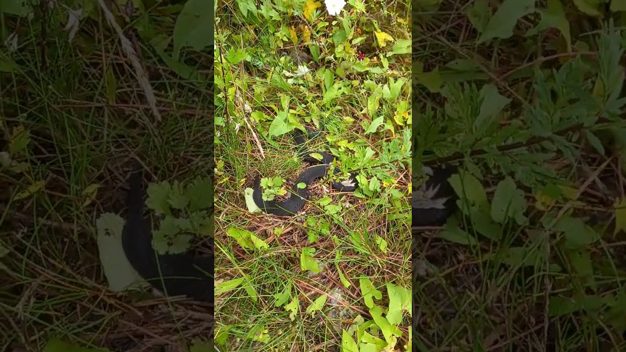 Pregnant melanistic adder #shorts #wildlife