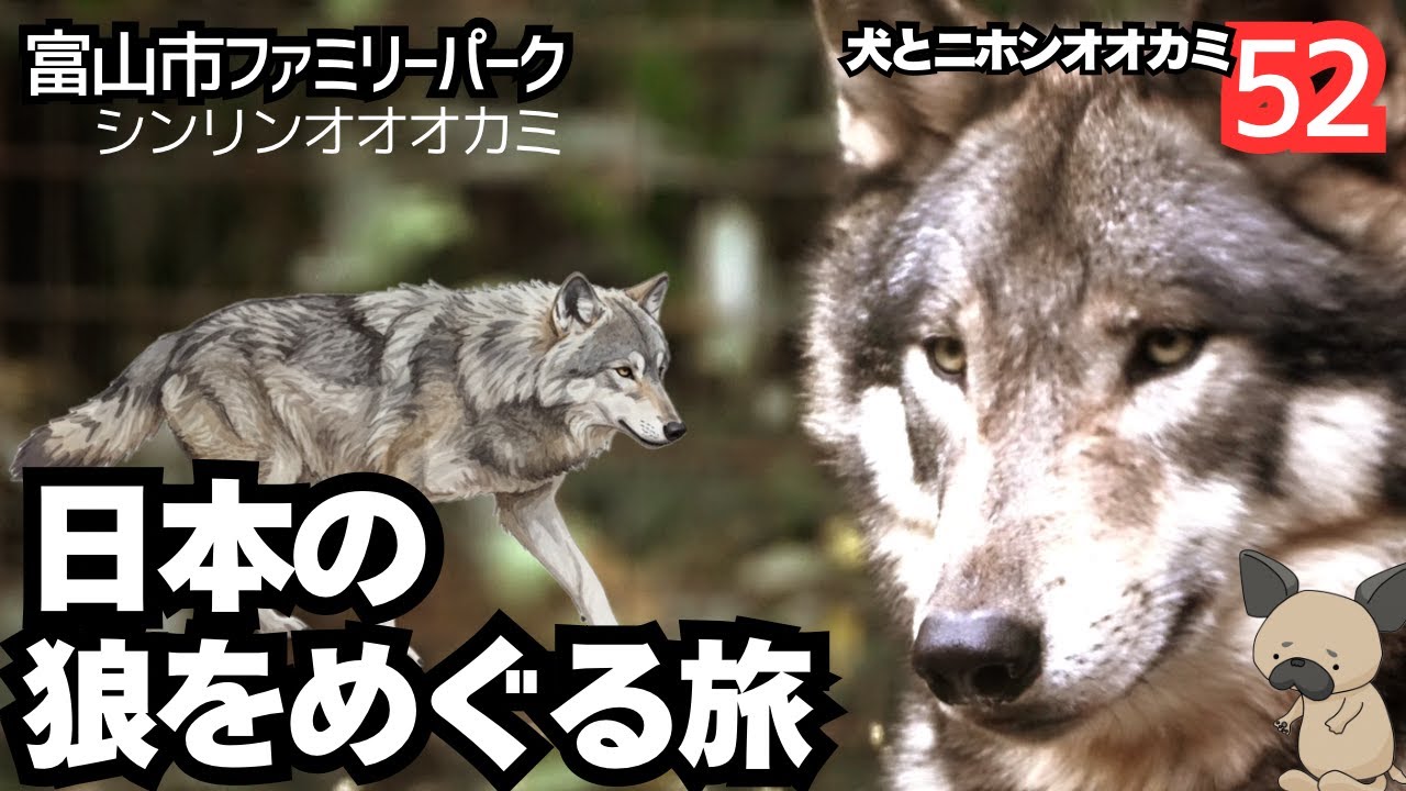 富山市ファミリーパークのシンリンオオカミ〜日本のオオカミをめぐる旅04〜犬とニホンオオカミ52