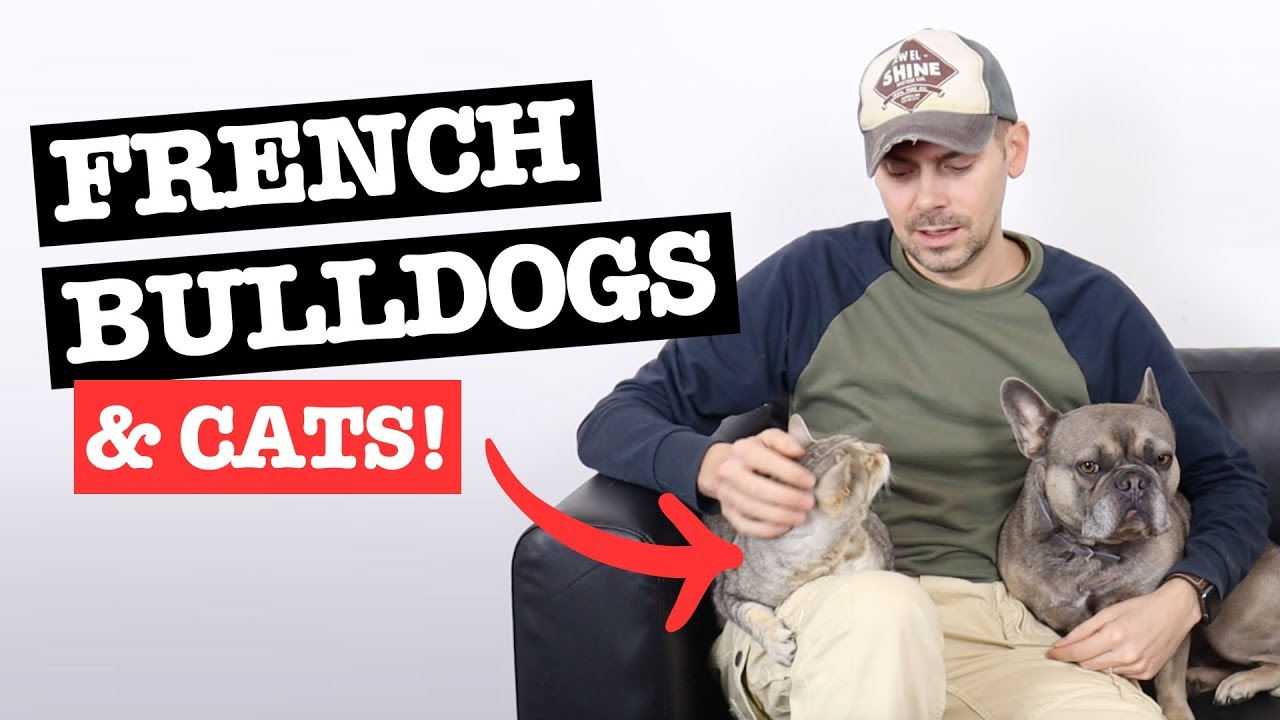 Are French Bulldogs Good with Cats: How to Introduce Them