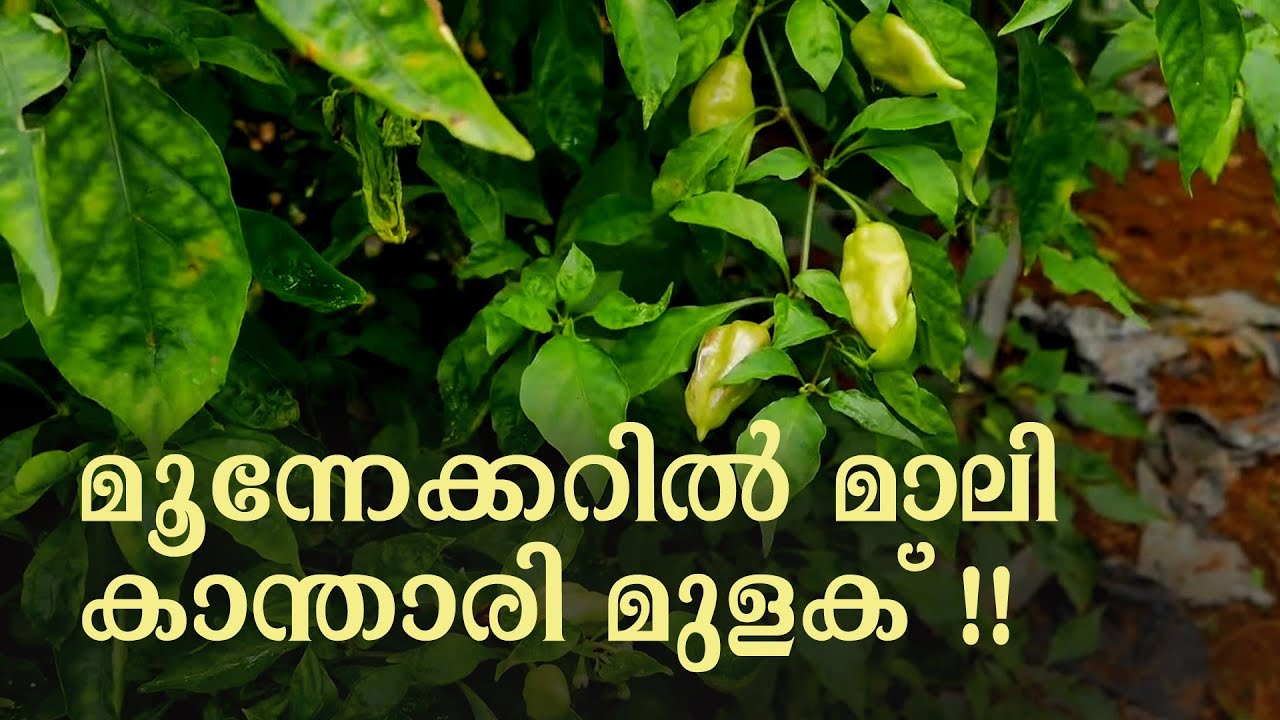 ലാഭകരമായ മാലിമുളക്‌ ജൈവകൃഷി | Lantern Chilli Farming | Organic Chilli Farming | Mali Chilli