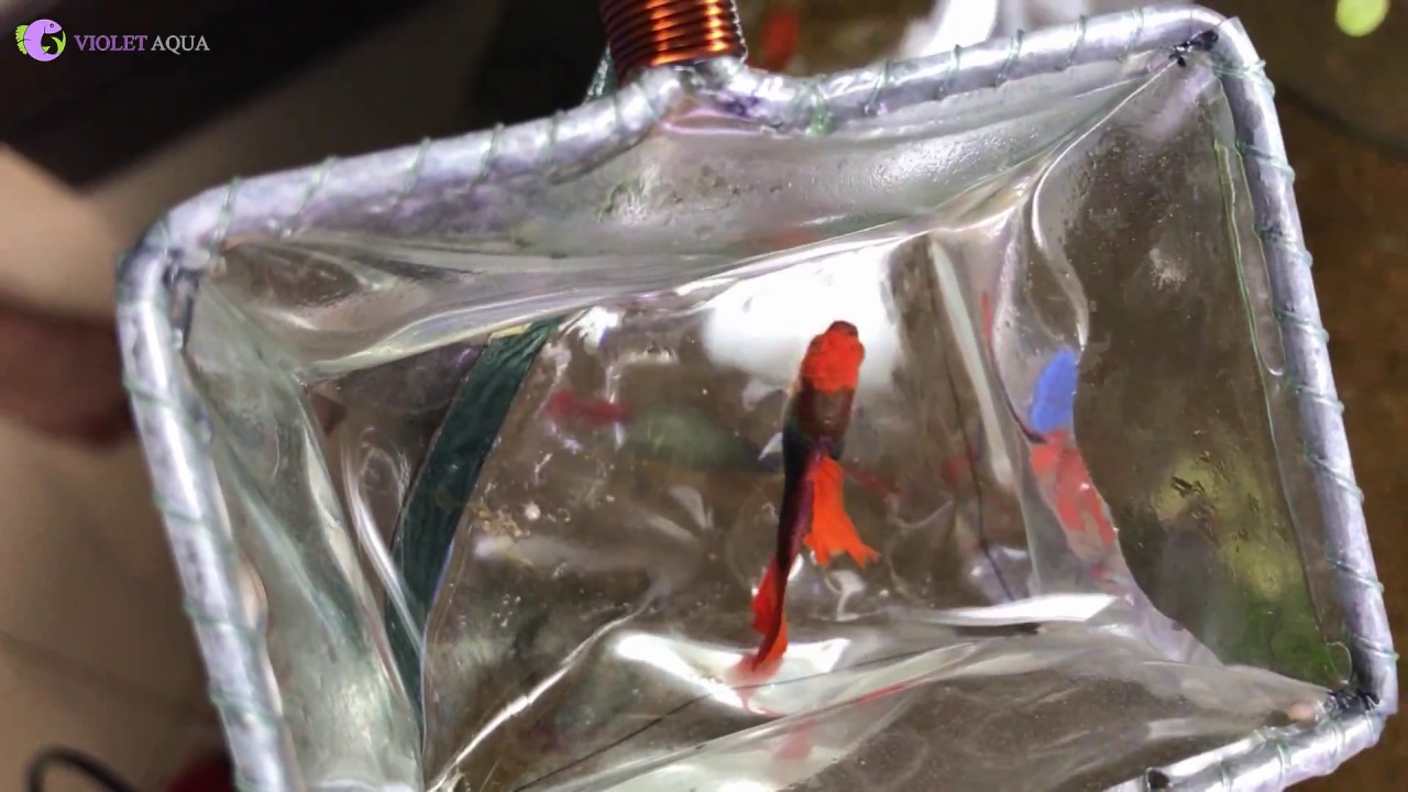 Special Guppy - Tuxedo Black Red Koi Guppy Short Body