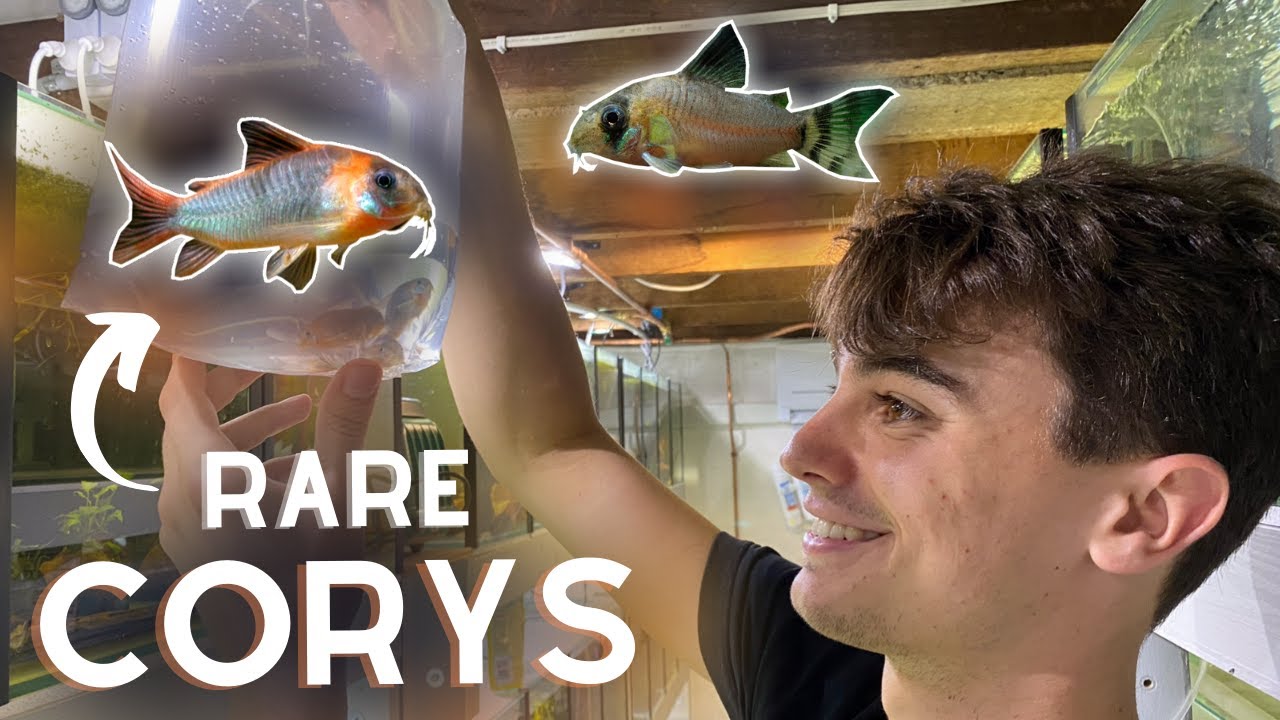 Buying Heaps of RARE Corydoras! (Eques, Leucomelas, Oiapoquensis and Axelrodi)