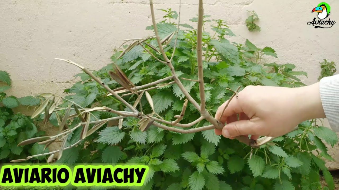 CÓMO HACER EL MEJOR NIDO DEL MUNDO PARA JILGUEROS, VERDERONES Y SILVESTRES!!