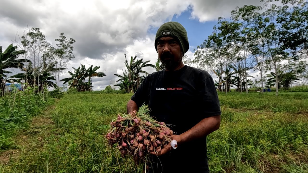 Budidaya Bawang Merah Varietas Tajuk & Maserati di Kecamatan Bintang Ara