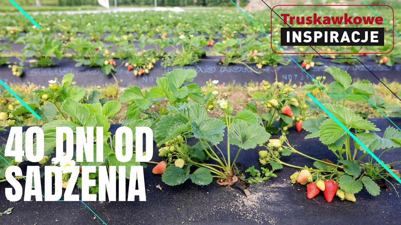 Truskawkowe Inspiracje – 40 dni od sadzenia i są już pierwsze dojrzałe truskawki