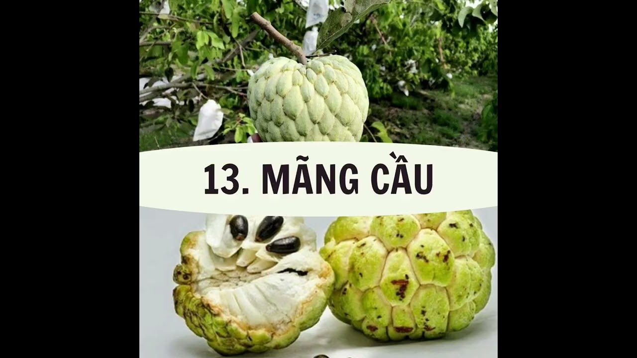 Tổng hợp 25 giống cây ăn trái Dễ Chăm - Trồng Chậu Tốt Nhất hiện nay tại Hoàng Long Garden