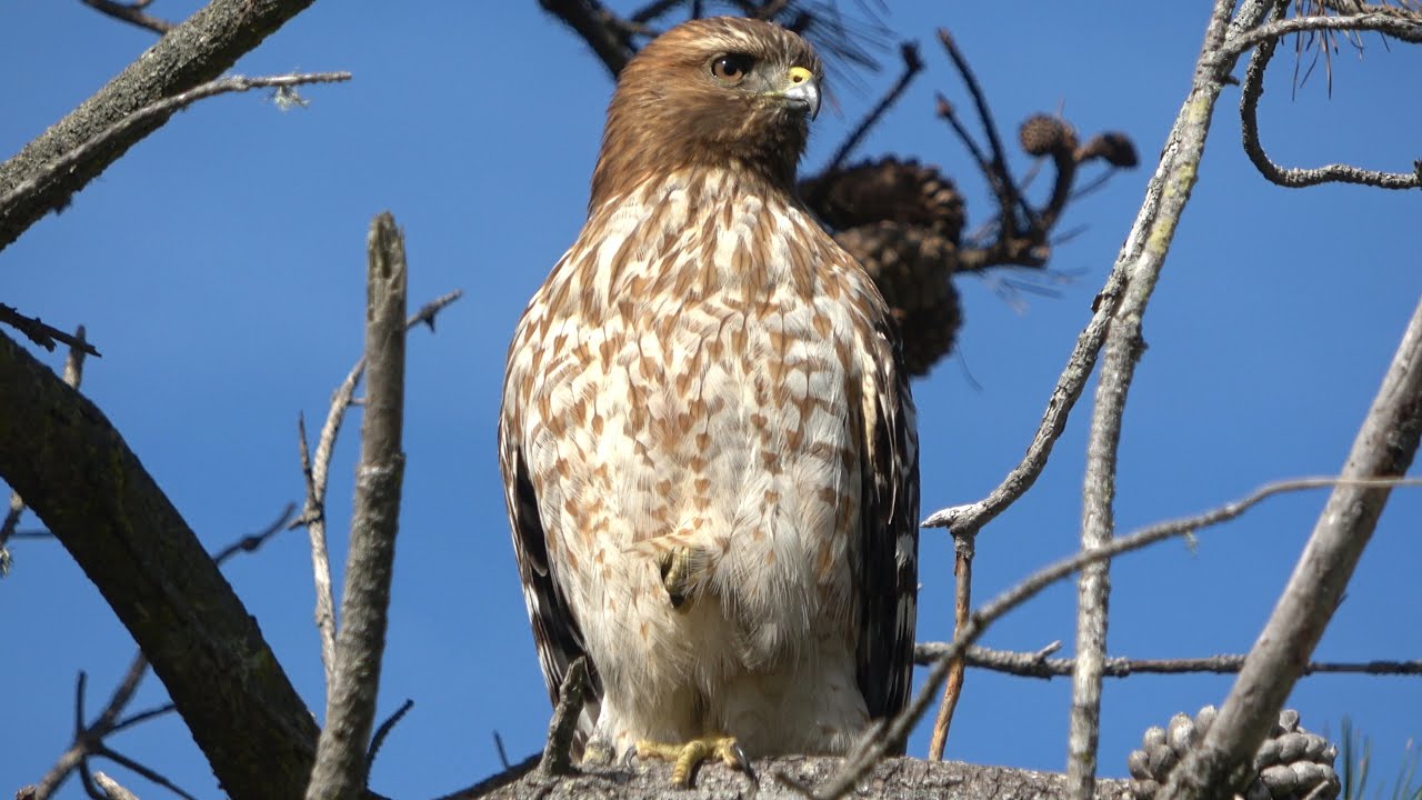Juvenile Red-shouldered Hawk stands on one leg