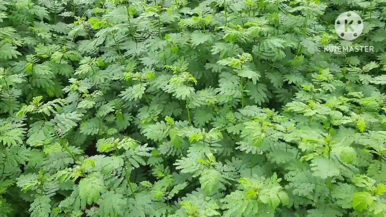 வேலி மசால் சாகுபடி  / Velimasal Cultivation  🌿🌱🍃 #agriculture #farming #goatfarming