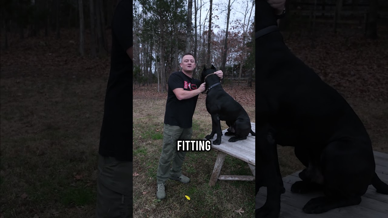 How to Fit on a Prong Collar the Right Way