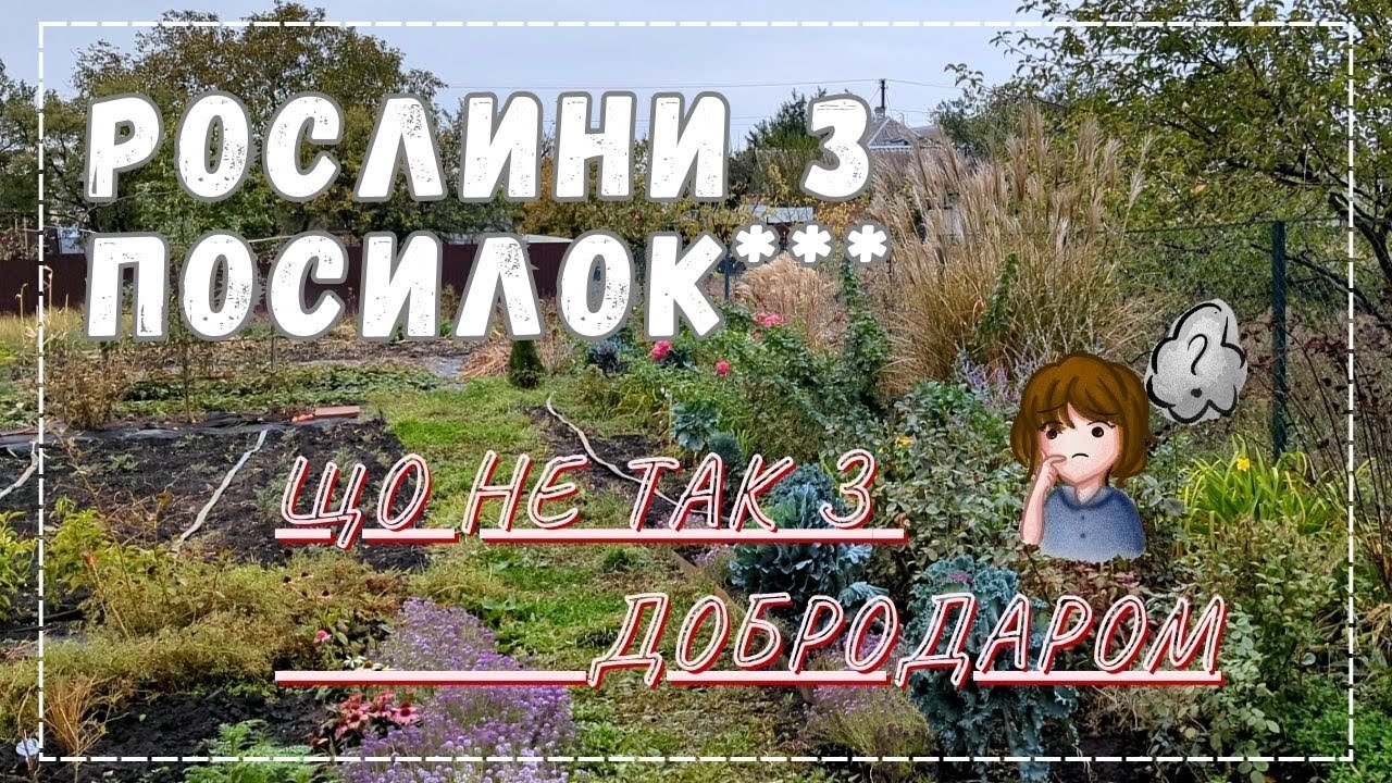 Посилки від Семсад та Добродар. Розпаковка.  Саджаю полуницю з посилки.