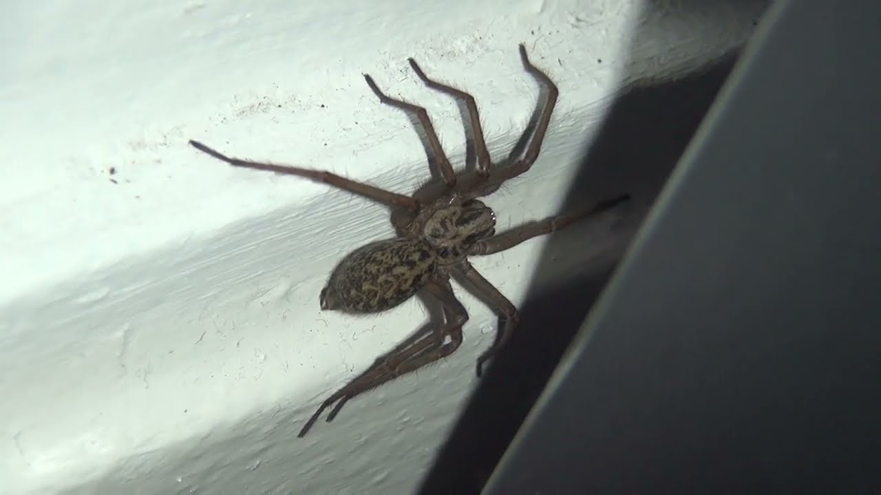 Lady Tegenaria domestica (house spider) I think and Mr. Ophelia (P. ornata)