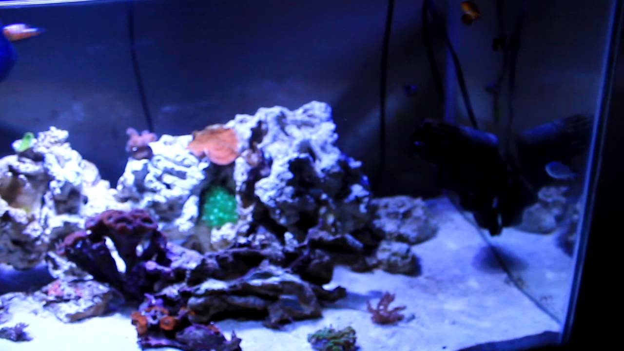update on reef tank