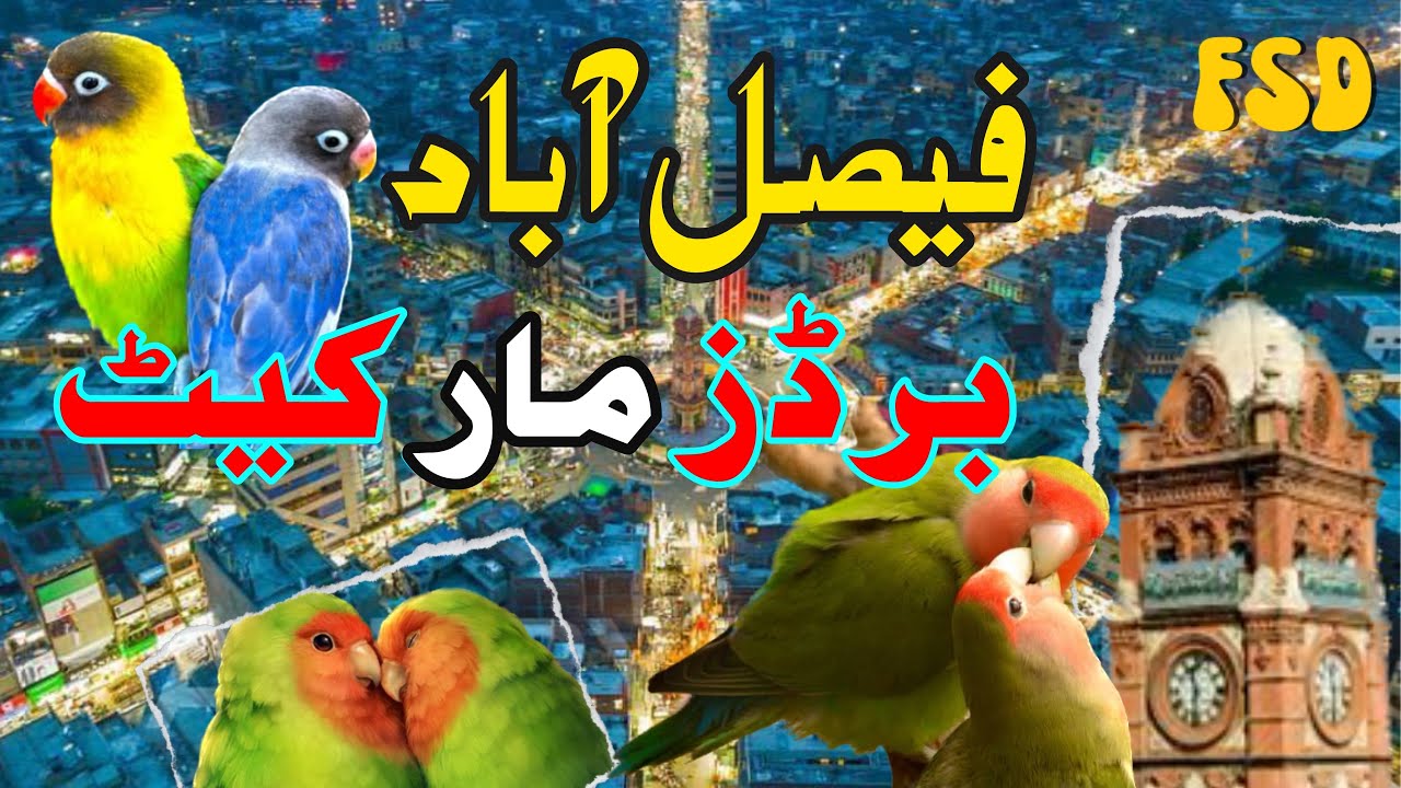 Happy✨ New year 🐣Faisalabad Birds market Update #lovebird #breeding #aviary #trending #viral #cats