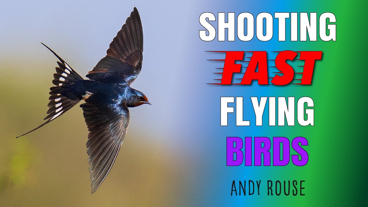 Pro andy rouse shows how to capture high action photos of fast flying birds using any system