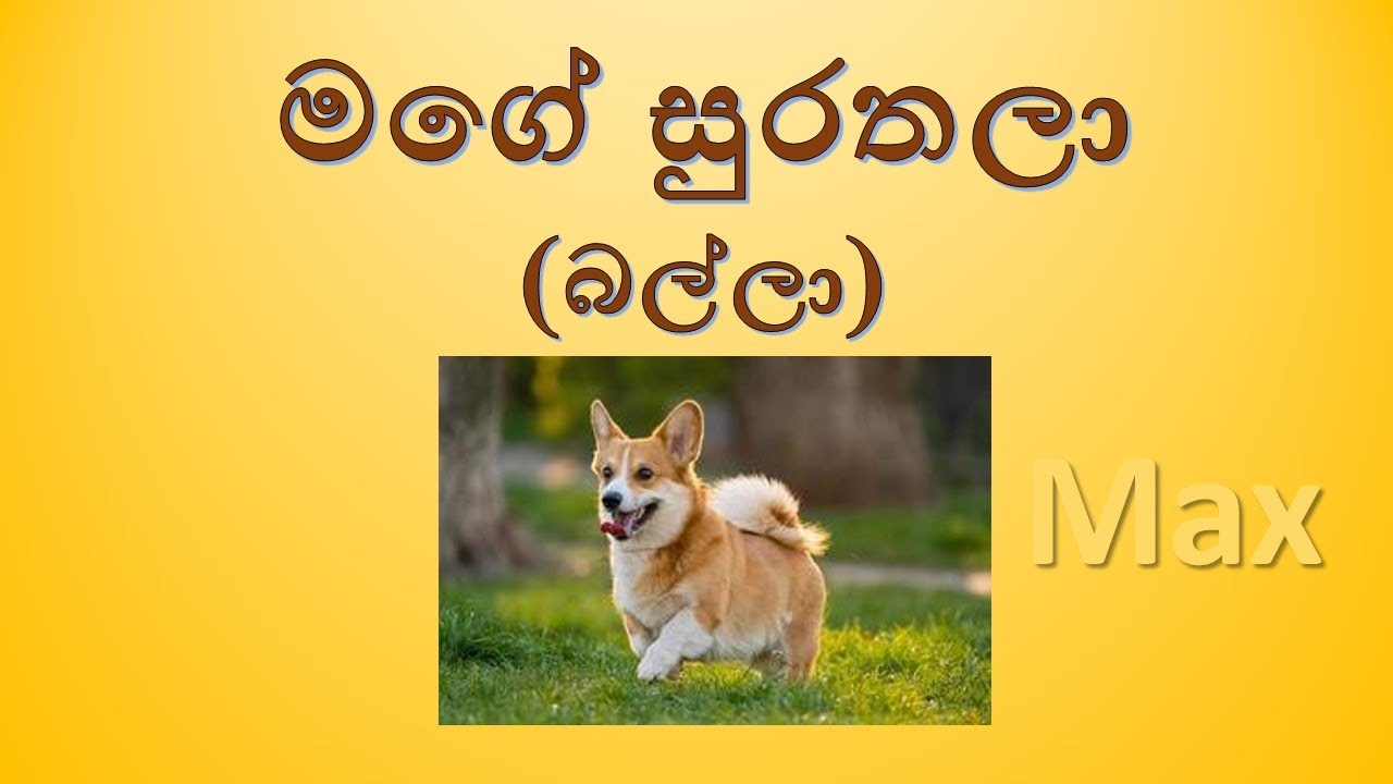 මගේ  සුරතලා - බල්ලා  My pet is dog. #සිංහලරචනා #රචනා #ශිෂ්&zwj;යත්වයටරචනා