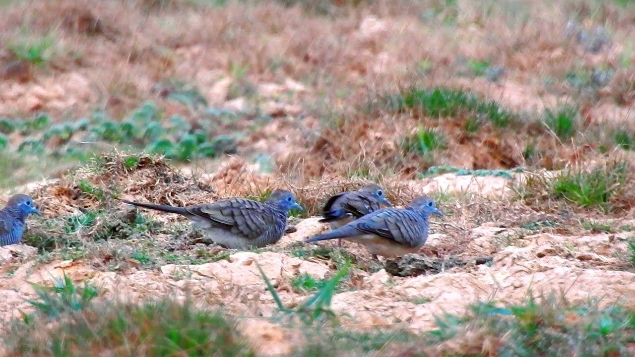 The beautiful birds are precious!! #birds #birdwatching #birding #earthnow2024