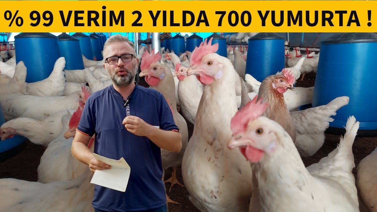 YUMURTA REKORU ONDA ! TİNTED CORAL TAVUĞUN TÜM ÖZELLİKLERİ VE KAZANCI #hayvancılık #köy #tavuk #para