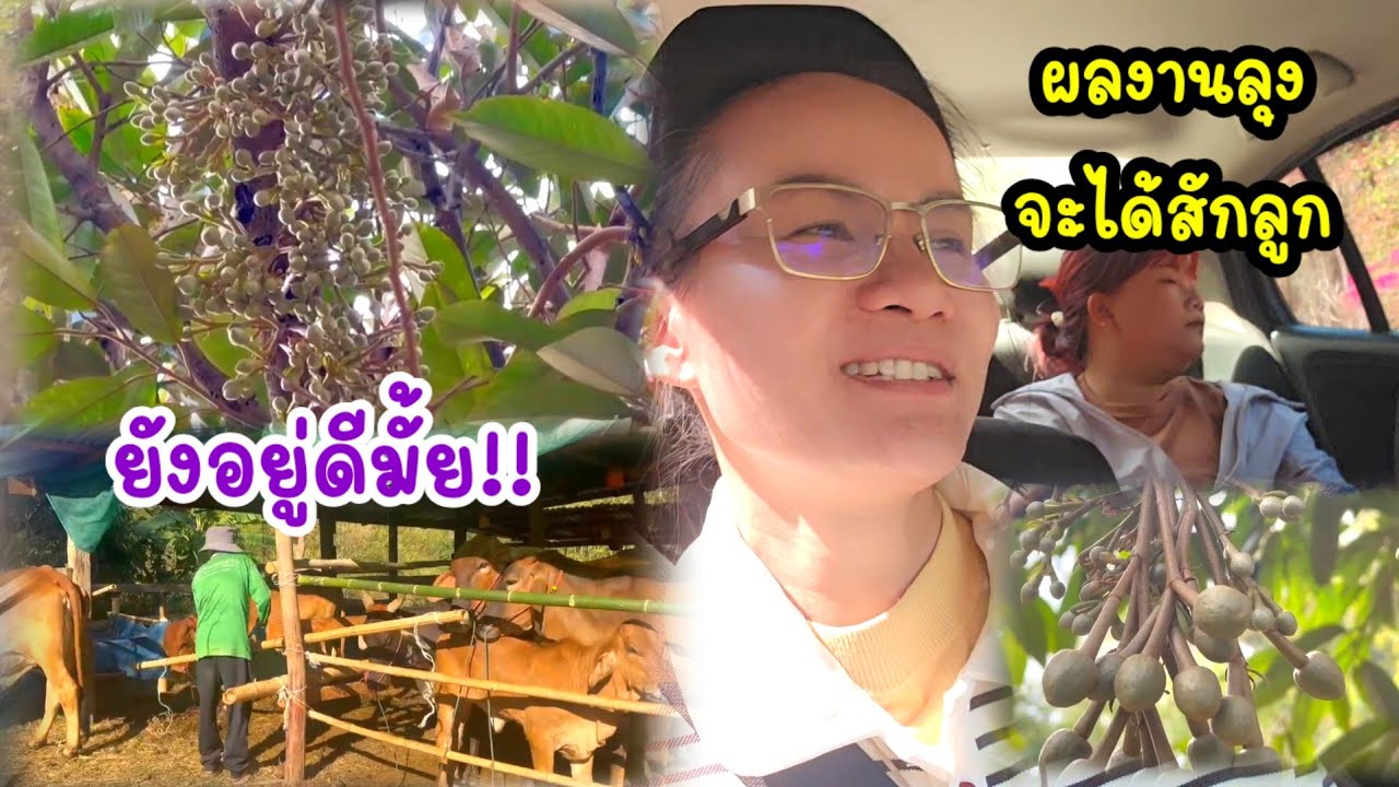 ตกใจทุเรียนลุงปีนี้ดอกเต็มต้น!...จ่าฝูงนำทีมลงทุ่ง#ป้าแต๋นชาแนล