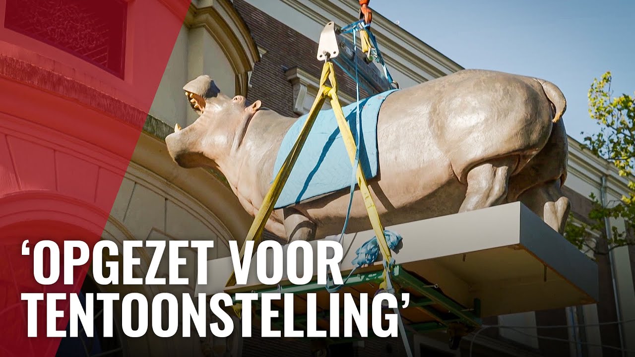 Iconisch nijlpaard Tanja keert voor even terug in Artis