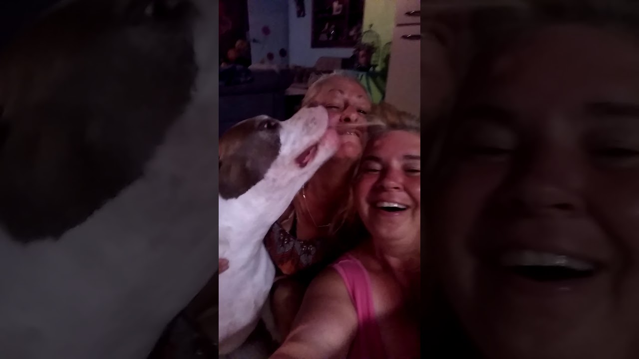 Pitbull kisses