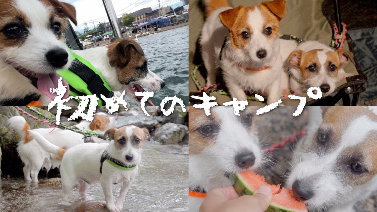 【子犬初キャンプ】白鳥ボートにスイカに川遊びに大満足のジャック兄弟/ジャックラッセルテリア