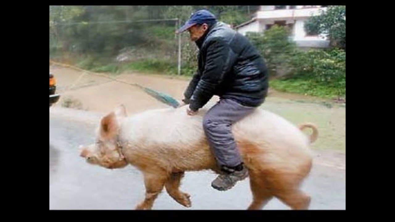 Funny videos 2017 People doing stupid things - Try not to laugh