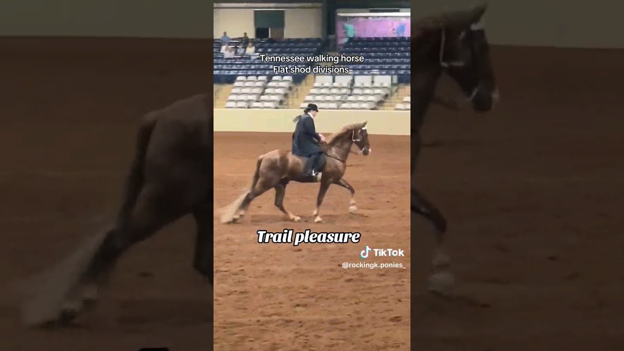 FlatShod Gaited (TennesseeWalker) Disciplines 😍 (rockingk.ponies_)