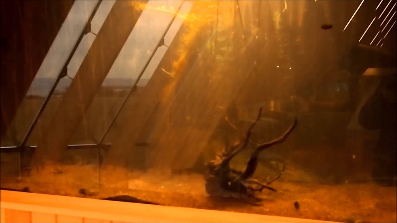 Naturum, Tåkern