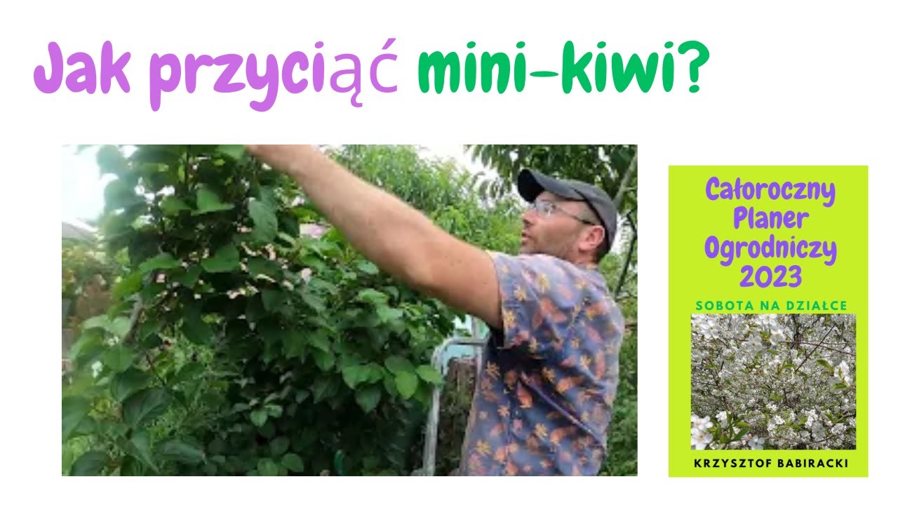 Jak przyciąć mini-kiwi latem? 🥝