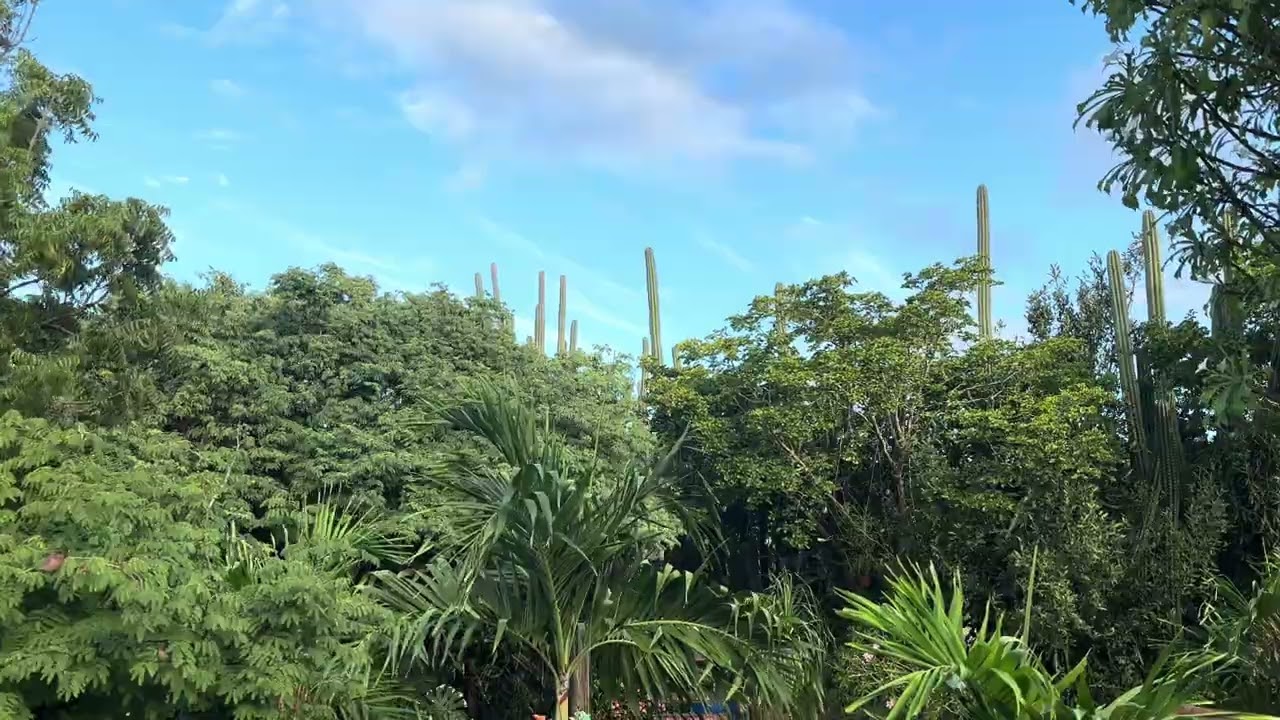 Relaxing Aruba Island Background – Trupiaal | Natural Sound