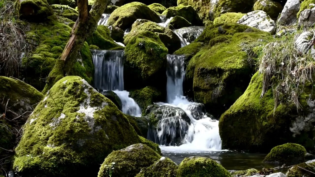 10 Hours of Peaceful River Flow – Deep Sleep & Relaxing Nature ASMR #asmr #river #asmrsounds #relax