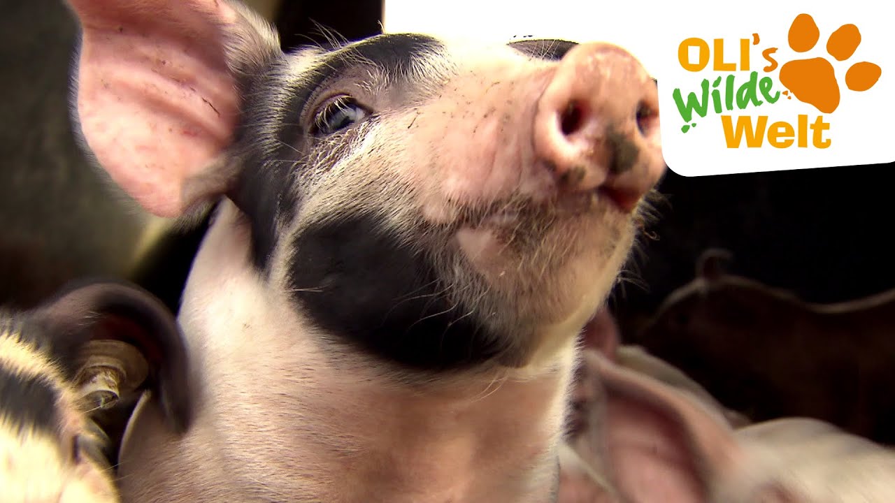 Wieso quieken Schweine? | OLI's Wilde Welt