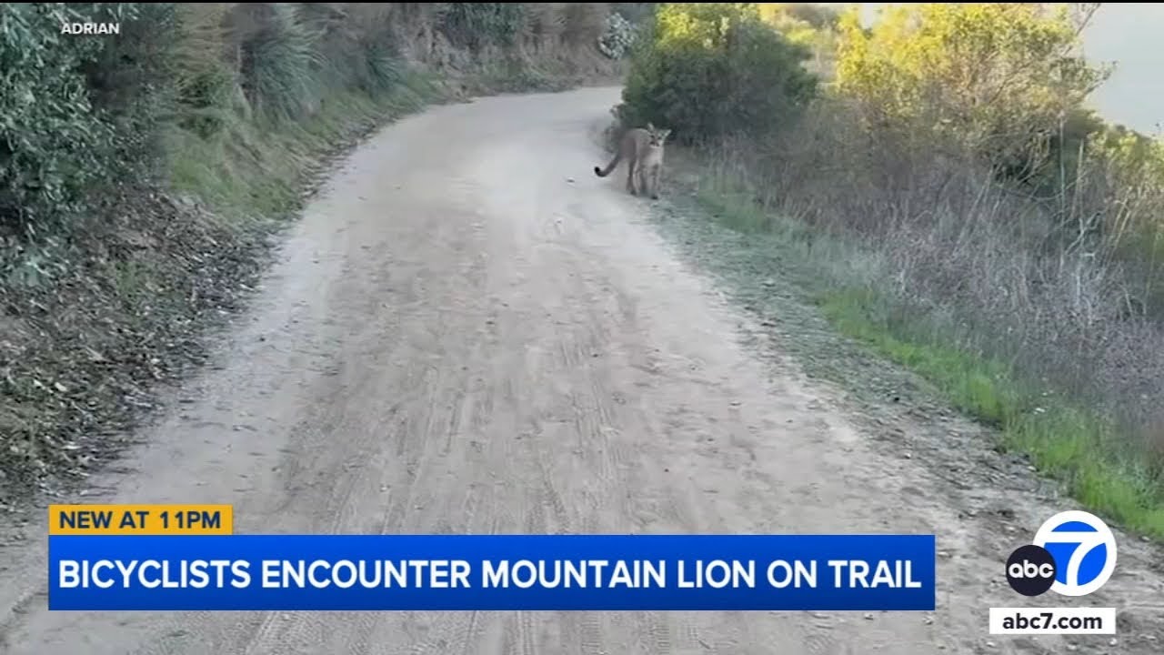 Bicyclists come face-to-face with mountain lion in frightening trail encounter