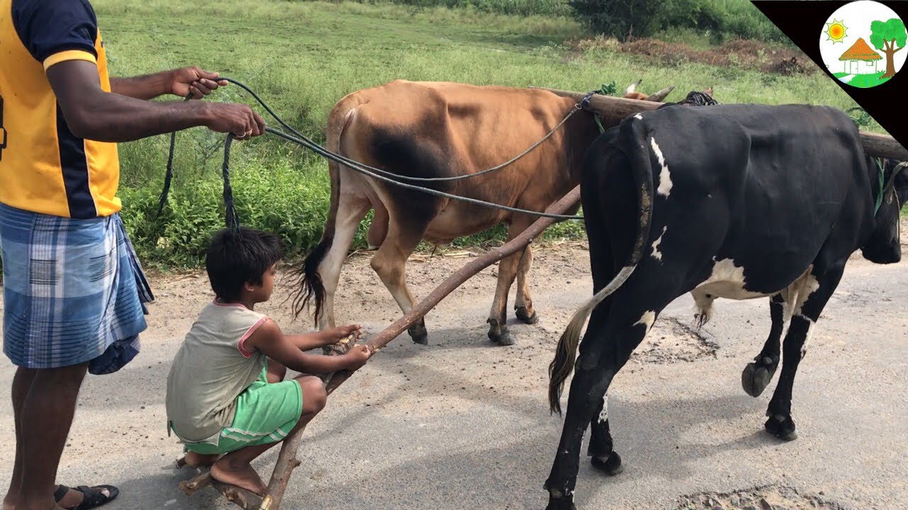 How to TRAINING BULL for FARMING /  Farmer Trained BULL for Agriculture Land /Seema Kaalai