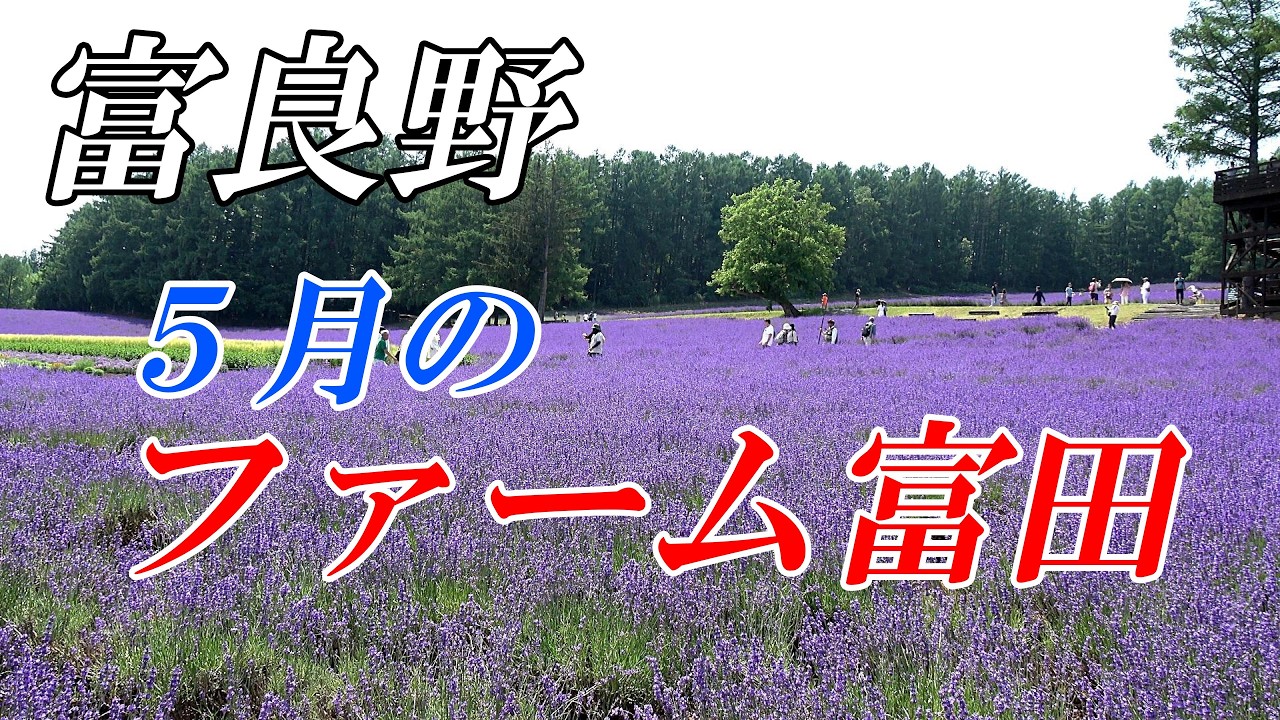 ラベンダー開花まで後１ヶ月！！ ５月のファーム富田【北海道 中富良野】　４K